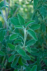 Common Sage Salvia, Herb, Spice, Medditerranean food