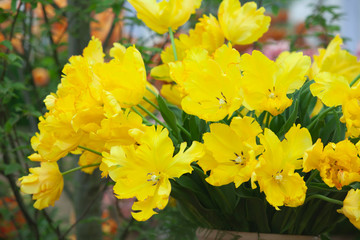 yellow tulips spring on the day