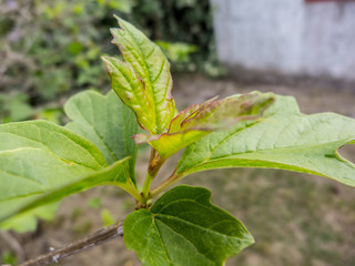 Detail of leaves, green with red