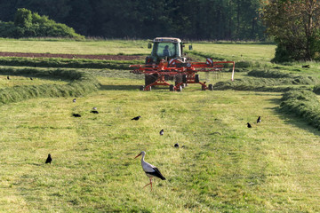 Fototapeta na wymiar Traktor bei der Arbeit - Storch auf dem Feld