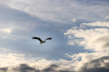Storch im Flug 