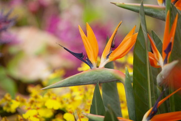 bird paradise in the gardent