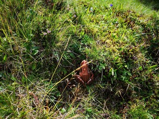 Frosch Grasfrosch