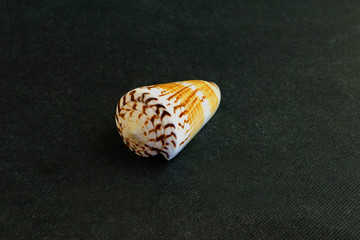  The seashell lies on a black background of Conus voluminalis 