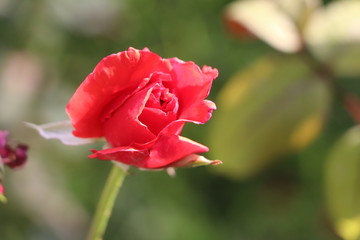 Fototapeta premium Red Rose flower with raindrops on background blured flowers. Nature.