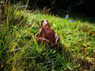 Frosch Grasfrosch