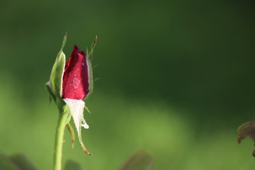 Red Rose flower with raindrops on background blured flowers. Nature.