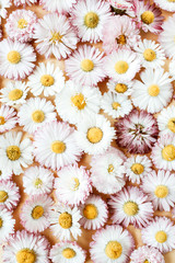 Fototapeta premium Daisy chamomile flower buds background. Flat lay, top view minimal summer floral pattern composition.