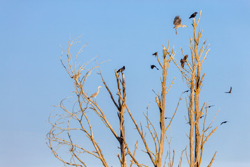 Flock with Crows and Gray Herons sitting in the treetops