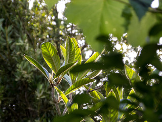Fototapeta premium Leaves of medlar tree