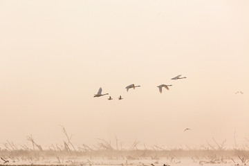 Whooper Swans flying in foggy morning light