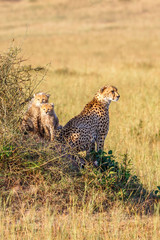 Fototapeta na wymiar Cheetah with cubs on a hill on the savannah