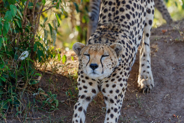Cheetah stretching her body