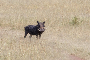 Warthog on the savanna looking at the camera