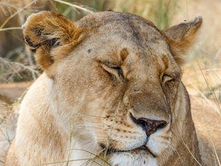 Obraz na płótnie Canvas Sleeping lioness in the shade