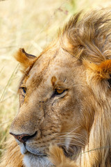 African male lion on the savannah