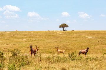 Naklejka na ściany i meble Group of Hartebeest in the savannah