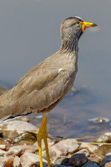 Side view at a wattled lapwing at a beach