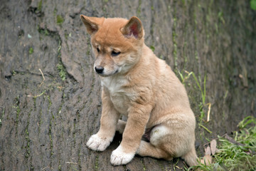 Naklejka na ściany i meble a 6 week old dingo puppy