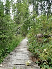 Fototapeta premium Drewniana ścieżka leśna