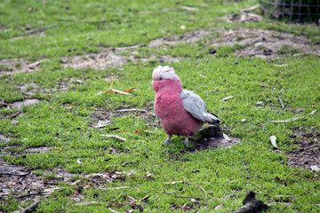 the galah is walking on the ground