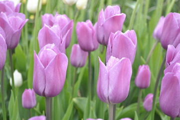 Pink tulips in the garden