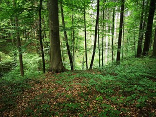 verwunschener Märchenwald