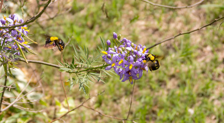 Bumblebees colecting pollen, violet flowers