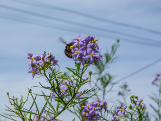 Bumblebees colecting pollen, violet flowers