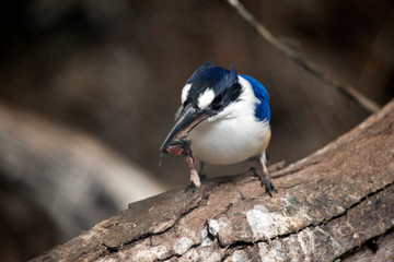 the king fisher is on a log
