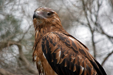 this is a close up of a black kite