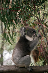 Obraz premium a side view of a koala