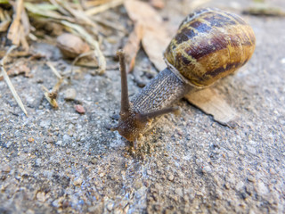 Snail in the soil