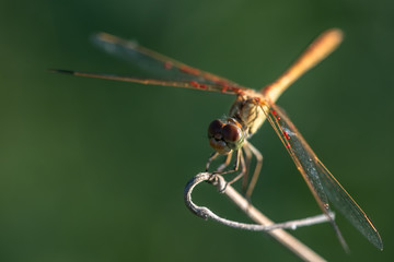 Allphotokz Dragonfly 20170724 1436 D810