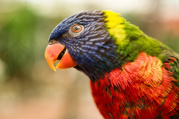 Curious parrot