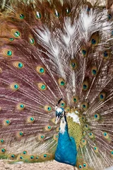 Fotobehang this is a close up of a male peacock showing his tail © susan flashman