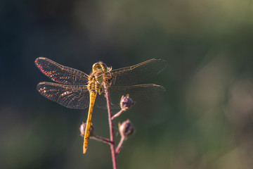 Allphotokz Dragonfly 20170724 1445 D810