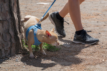 Cute small dog peeing on a tree in an park.