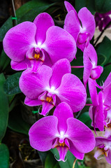 Fototapeta premium Orchid Blooms