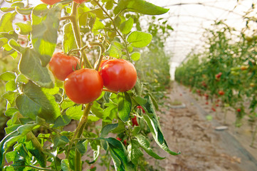Rows of tomato plants growing inside big industrial greenhouse. Industrial agriculture.