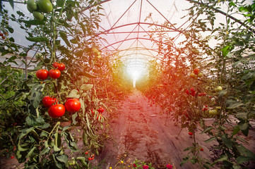 Rows of tomato plants growing inside big industrial greenhouse. Industrial agriculture.