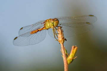 Allphotokz Dragonfly 20190723 0781 D810