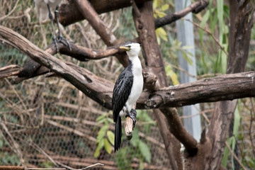 the pied cormorant is perched on a branch