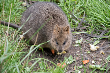 quokkas are found at Rottnest Island