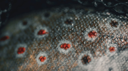 Close-up of brown trout scales