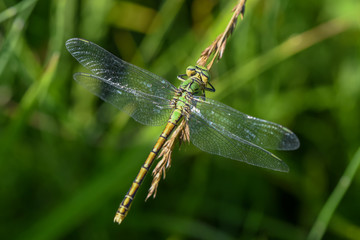 Allphotokz Dragonfly 20190722 0093 D810