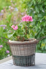 Pink geranium in garden