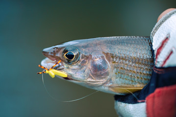 Grayling is caught on a dry fly. Fly Fishing.