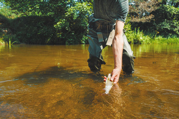 Obraz premium Grayling is caught on a dry fly. Fly Fishing.