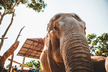 Fototapeta na wymiar Elephants in Chiang Mai's Elephant Nature Park, Thailand